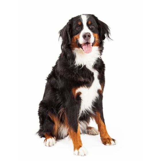 Aufkleber Berner Sennenhund