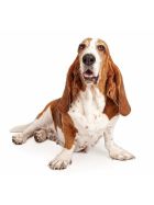 Hunde Aufkleber Basset