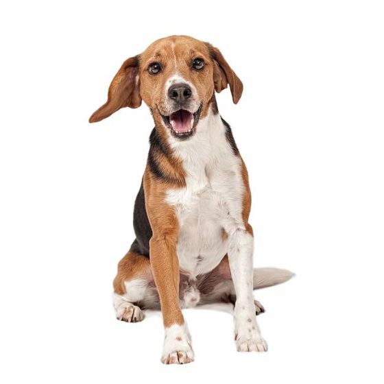 Hunde Aufkleber Beagle