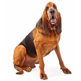 Hunde Aufkleber Bloodhound